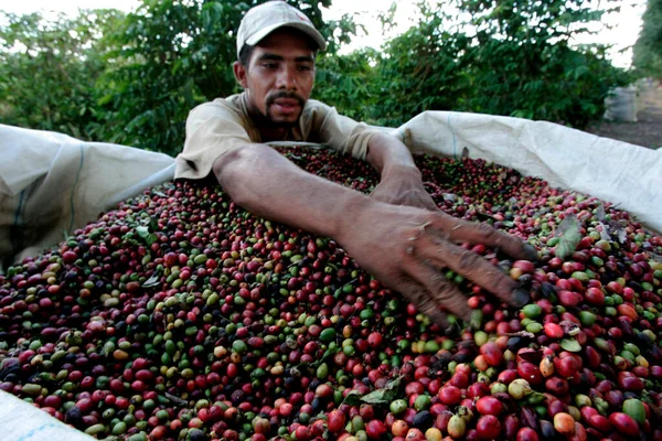 Itabela Bahia Brasilien April 2010 Landarbeiter Bei Der Kaffeefruchternte Auf — Stockfoto