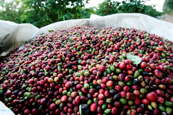 Itabela Bahia Brasil Abril 2010 Frutos Café Cosechados Plantaciones Ciudad — Foto de Stock