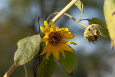 Arka planda küçük bir ayçiçeği izole edilmiş.