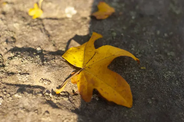 Autumn Yellow Leaf Stone Light Shadow — Stock Photo, Image