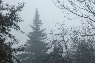 çam ağaçlarının sis.