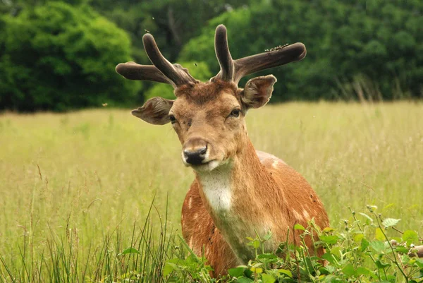 Rehe Park — Stockfoto