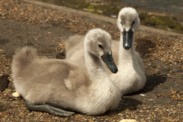 Lindos Cisnes Cisnes Bebé — Foto de Stock