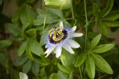 Tutku çiçeği - Sarı merkezli mor çiçek