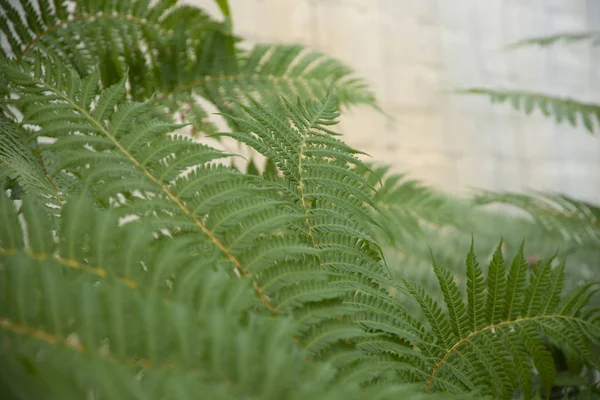 Зелене Листя Папороті — стокове фото
