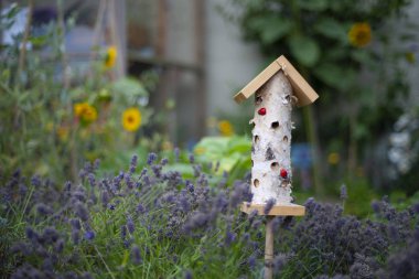Bahçedeki arı evi, lavanta ve diğer çiçeklerle.