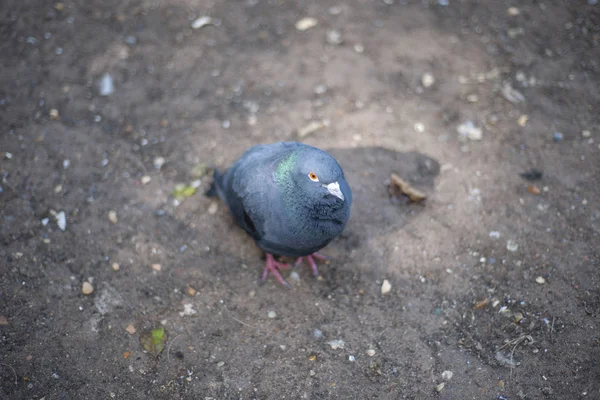 Pigeon Unique Sur Sol — Photo