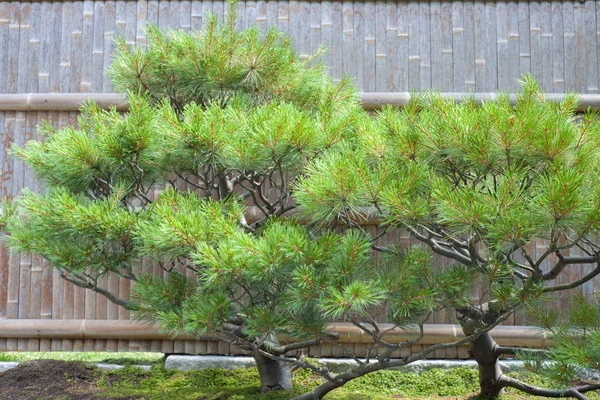 Zwei Chinesische Bäume Auf Dem Hintergrund Des Bambusses — Stockfoto
