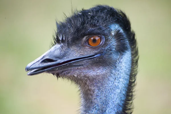 The surprised and scary emu head close up.