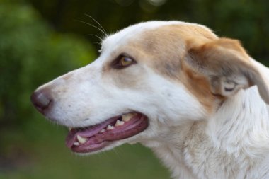 Büyük beyaz köpeğin başı..