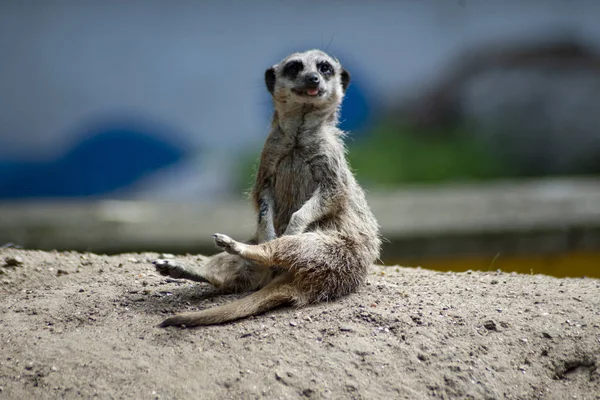 Meerkatは地面に座っています MeerkatまたはSuricatta スリカータSuricatta — ストック写真