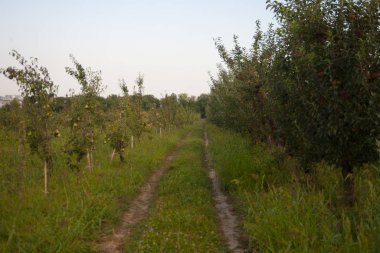 Elma bahçesinde patika.