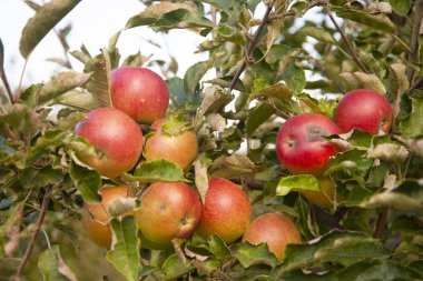 Elma bahçesinde bir sürü zengin kırmızı elma olan bir dal..