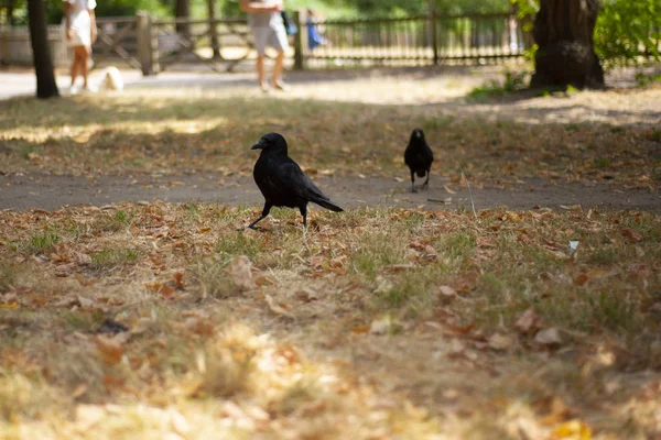 Zwei Schwarze Krähen Auf Dem Goldgelben Gras Park — Stockfoto