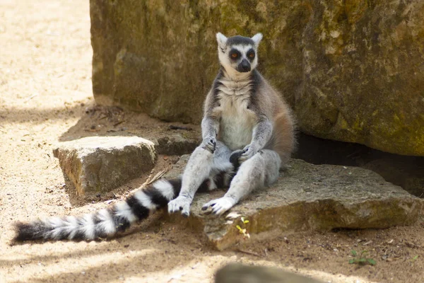 Lustiger Wiesenmaki Sitzt Auf Dem Felsen Zoo — Stockfoto