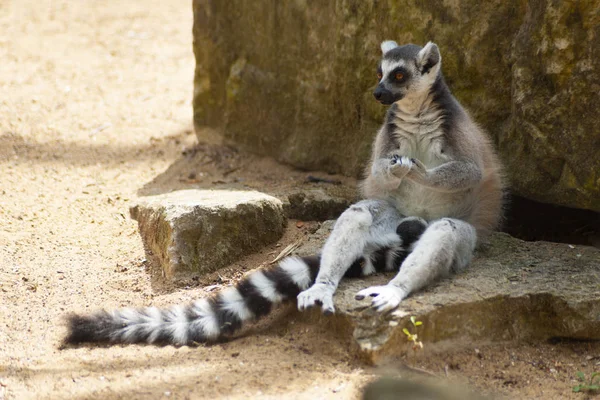 面白いキツネザルは動物園の岩の上に座っている — ストック写真