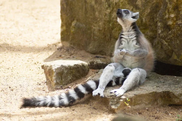 Lémurien Drôle Est Assis Sur Rocher Dans Zoo — Photo