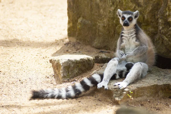 Portret Odizolowanego Lemura — Zdjęcie stockowe