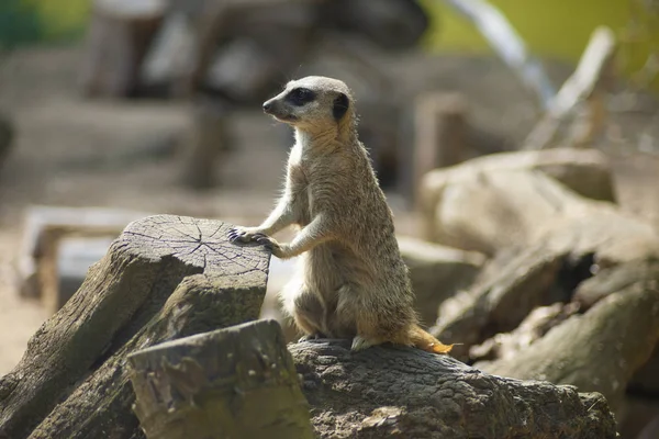 少しMeerkatは何かのために外を見ている — ストック写真