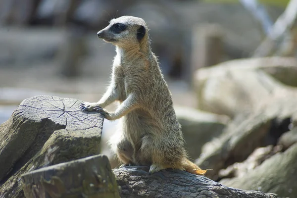 Little Meerkat Watching Out Something — Stock Photo, Image