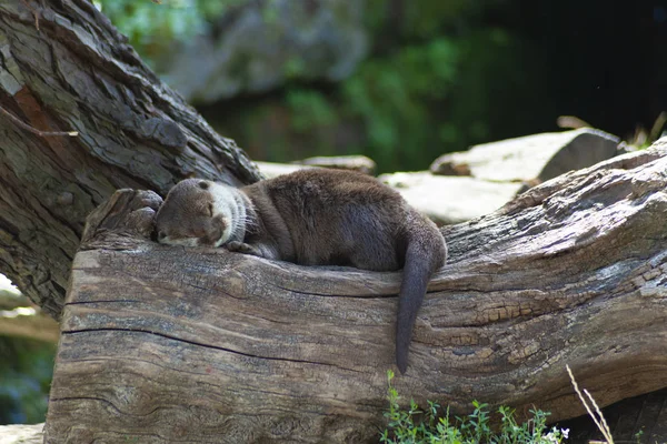 Lovely Otter Sleeping Wood — Stock Photo, Image