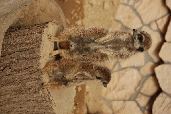 Two Meerkats Looking Zoo — Stock Photo, Image