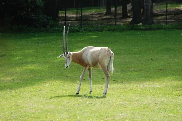 Antilope Auf Dem Gras Zoo — Stockfoto