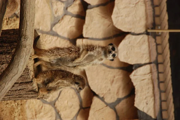 Two Meerkats Looking Zoo — Stock Photo, Image