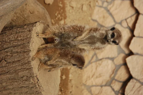 Zwei Erdmännchen Schauen Sich Zoo — Stockfoto