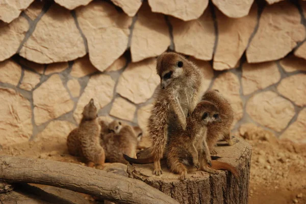 Family Meerkats Zoo — Stock Photo, Image