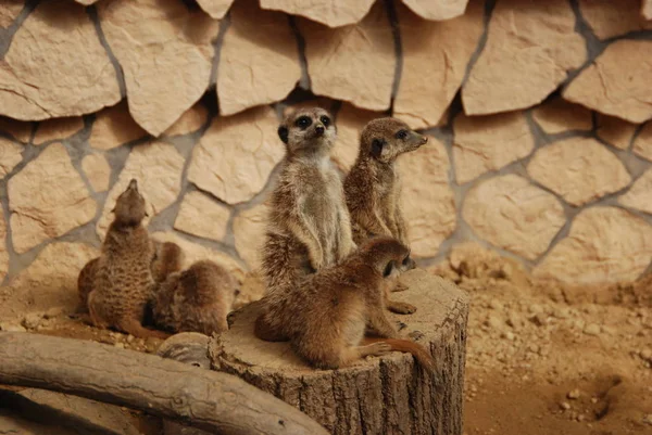 動物園でのミーアキャットの家族 — ストック写真