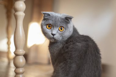 Bir kedinin görüntüsü. Büyüleyici gri kedi, büyük altın gözleri var..