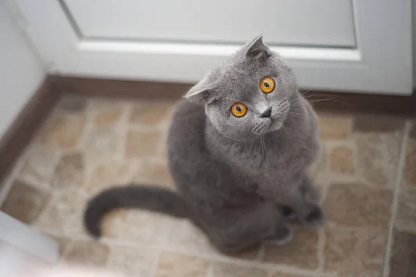 Sight Cat Stunning Grey Cat Big Golden Eyes — Stockfoto