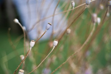 Bulanık yeşil arka planda küçük kuru haşhaş çiçekleri.
