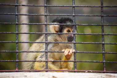 Maymun hayvanat bahçesinde bir kafeste oturuyor..
