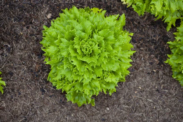 Grön Sallad Växer Från Marken — Stockfoto