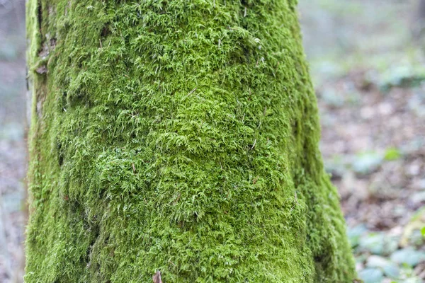 Antecedentes Musgo Verde Floresta — Fotografia de Stock