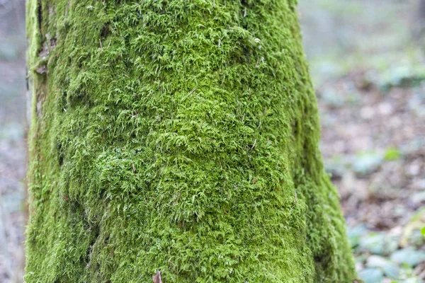 Fondo Musgo Verde Bosque — Foto de Stock