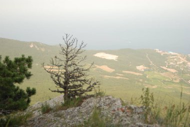 Dağların arka planındaki kuru ağaç..