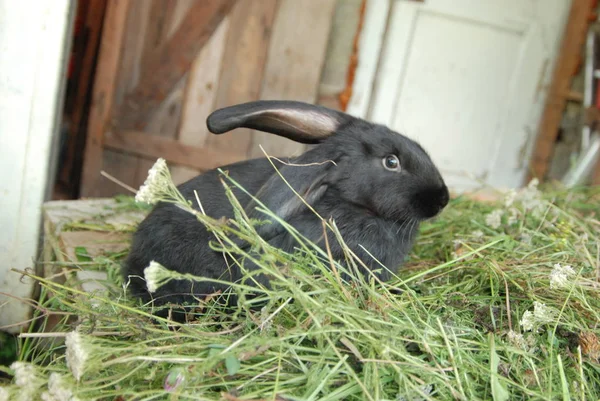 Черный Кролик Сене Деревне — стоковое фото