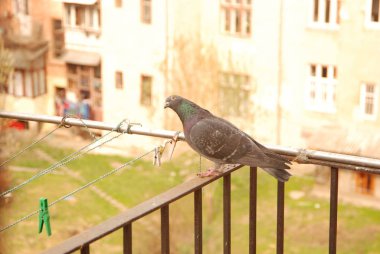 One pigeon on a clothesline on a balcony.