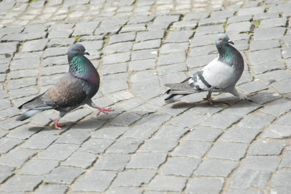 Deux Pigeons Gris Sur Les Pavés — Photo