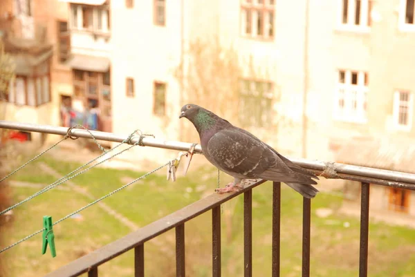 Eine Taube Der Wäscheleine Auf Dem Balkon — Stockfoto