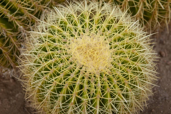 Primer Plano Verde Cactus Grande Fondo Textura —  Fotos de Stock