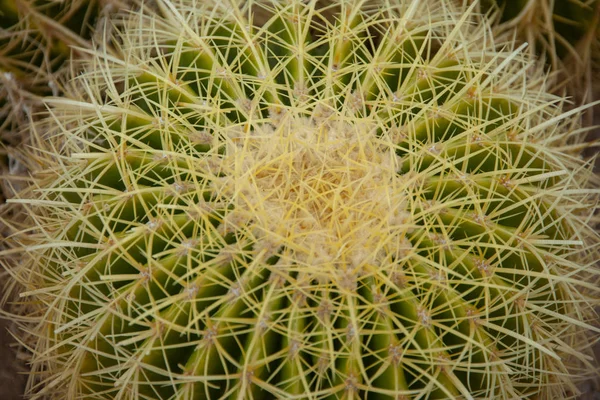 Primer Plano Verde Cactus Grande Fondo Textura — Foto de Stock