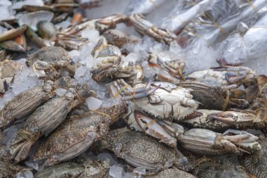 Balık pazarındaki raflarda deniz ürünleri var..