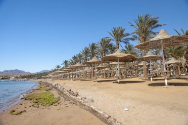 Doğu şehrinde şemsiyeli ve palmiyeli Sea Beach.