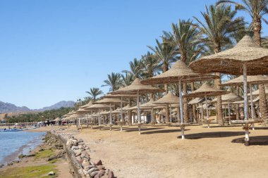 Doğu şehrinde şemsiyeli ve palmiyeli Sea Beach.