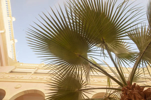 Groene Palmbladeren Achtergrond Van Het Gebouw — Stockfoto