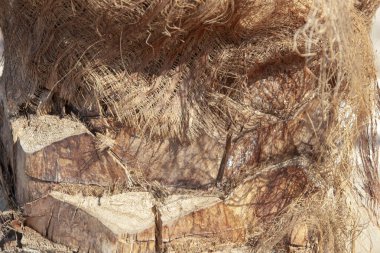 Hurma dalının altı..